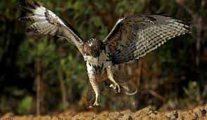 Clip: Ác chiến kinh hoàng giữa rắn đuôi chuông độc và diều hâu đuôi đỏ