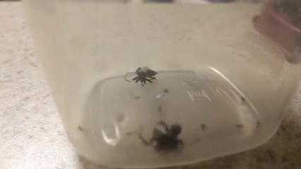 Nhện mẹ bị tấn công, đàn con hỗn loạn