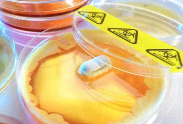 Phát hiện siêu kháng sinh có thể chữa hầu hết các bệnh