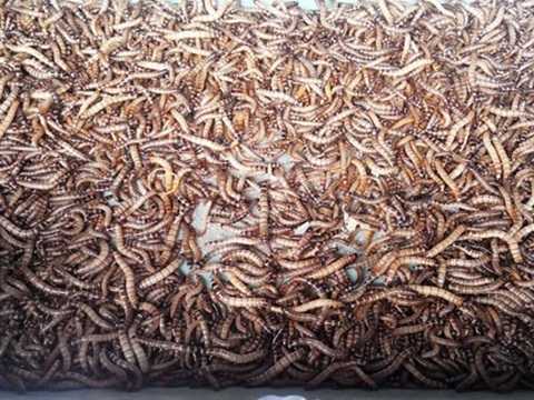 Sâu lạ Trung Quốc tuồn vào Việt Nam