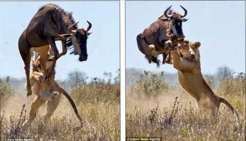 Video: Trâu rừng húc tung sư tử