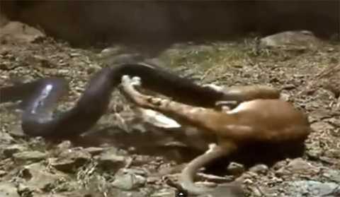 Video: Sư tử mẹ dũng mãnh quật ngã trăn khổng lồ cứu con