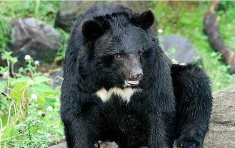 Gấu nhà cắn lìa tay bé trai 3 tuổi: Trách nhiệm thuộc về ai?