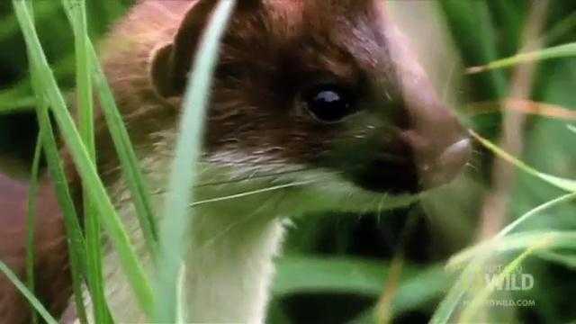 'Độc chiêu' thôi miên săn thỏ của chồn ecmin