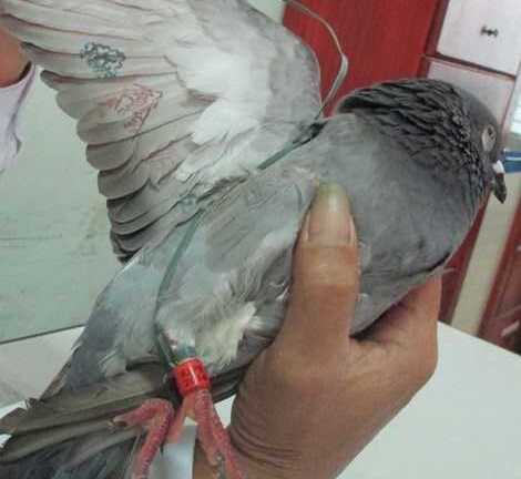 Kết luận về chim bồ câu mang ký tự lạ dưới cánh