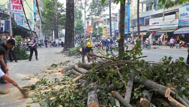 Nhánh cây rơi xuống đường, cụ bà 81 tuổi bất tỉnh