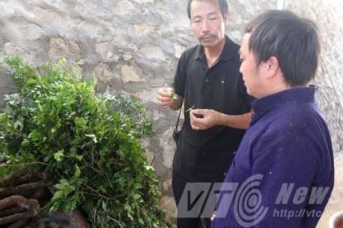 Những cây thuốc khiến ‘quỷ thần khiếp sợ’