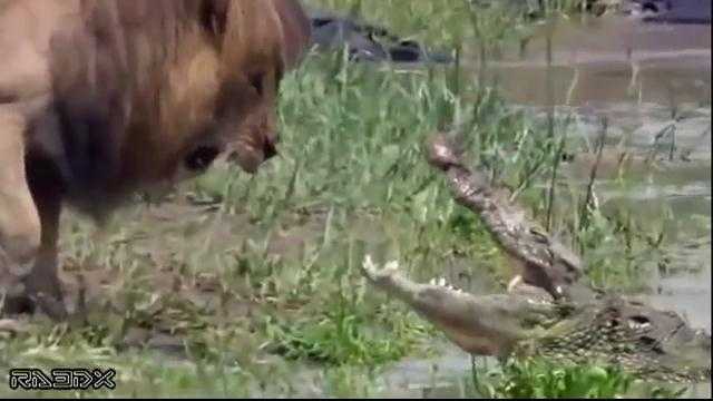Video: Bầy sư tử và đàn cá sấu hằm hè dọa nhau