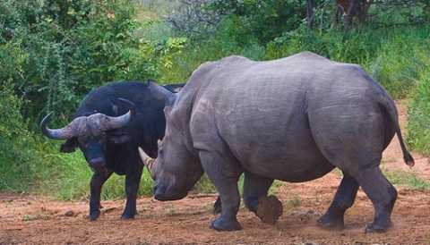 Clip: Trâu rừng và tê giác đọ sừng nảy lửa