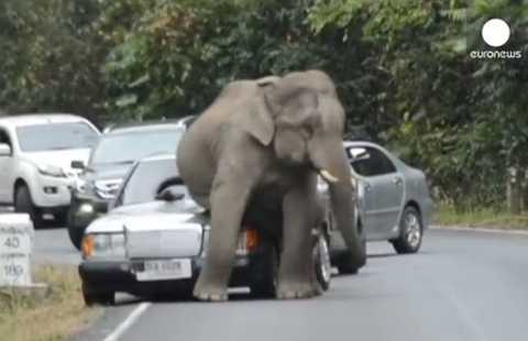 Voi đực ngứa mông làm móp xe du khách