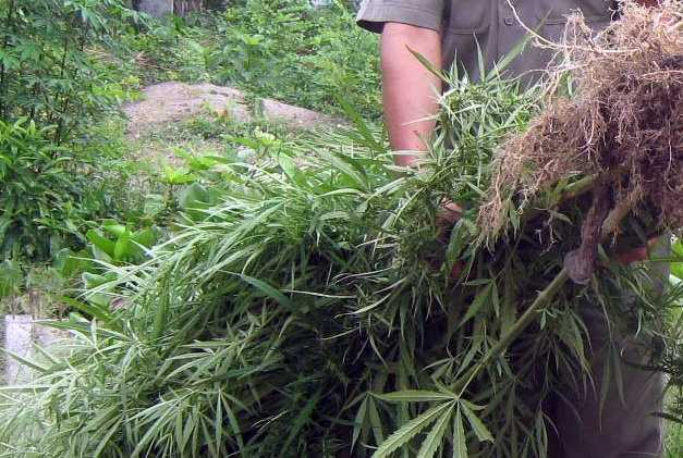 Công an thu giữ hơn 1.000 kg cần sa trồng trái phép