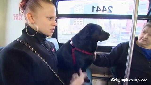 Kinh ngạc chú chó bắt xe buýt như người