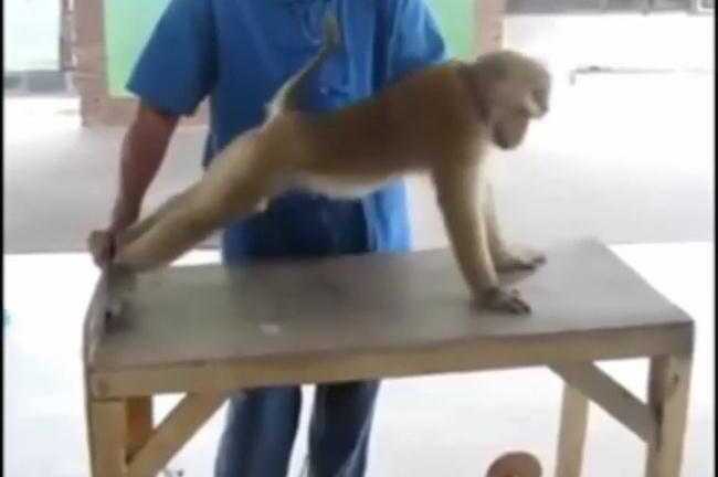 Cười vỡ bụng xem khỉ tập thể hình