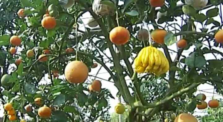 Độc đáo cây cảnh 9 loại quả đón Tết