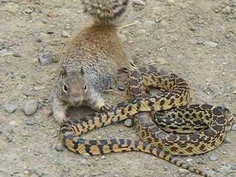 Clip: Rắn độc tử nạn trước hàm răng sóc đất