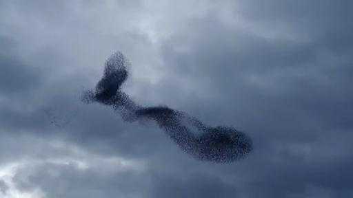 Đàn chim sáo đá tạo hình kì dị trên bầu trời Hà Lan