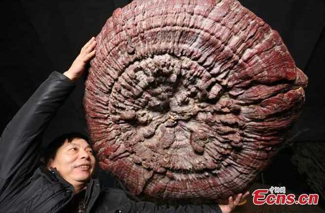 Nấm trường thọ khổng lồ hơn 200 tuổi