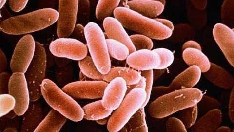 Vi khuẩn trong táo caramel ảnh hưởng sức khỏe thế nào?