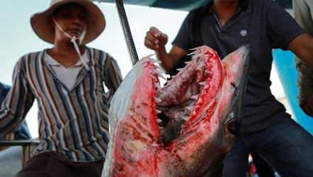 Thú vị chuyện săn lùng ‘cọp biển’ giữa trùng khơi