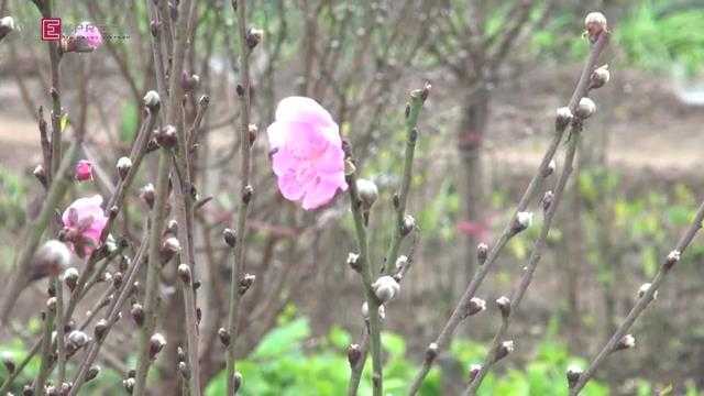 Chợ đào Nhật Tân mở sớm