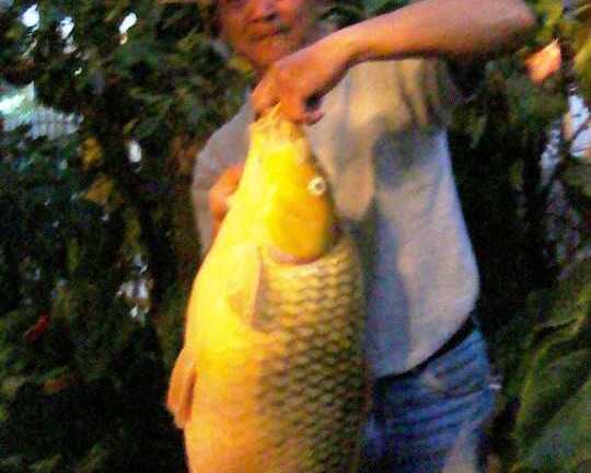 Câu được cá chép vàng dài gần 1 mét