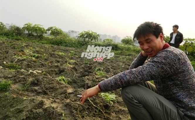 Chuyện gã trai có nhiều ruộng nhất tỉnh Vĩnh Phúc