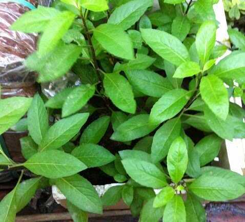 Bài thuốc kỳ diệu chữa dứt điểm bệnh tiểu đường không tốn tiền