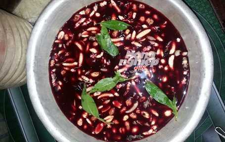 Tiết canh ong – món ăn kỳ lạ giữa đại ngàn tây Nghệ An