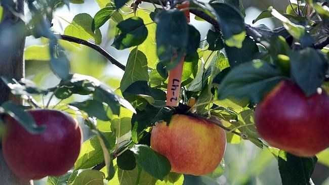 Kỳ lạ cây táo cho 250 loại quả khác nhau