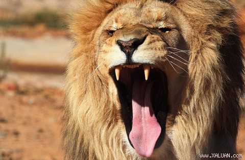 Clip: Voi rừng xấu số bị đàn sư tử xâu xé