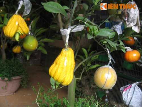 Cây ngũ quả tài lộc giá chát vẫn cháy hàng