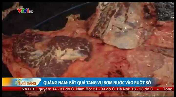 Clip: Cận cảnh thủ thuật tinh vi tăng trọng lượng gia súc