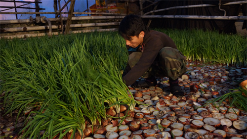 Sự thật buồn về nông dân Việt mưu sinh trên đất Nga