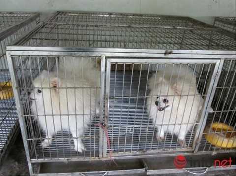 Kiếm hàng chục triệu từ trông giữ chó, mèo ngày Tết