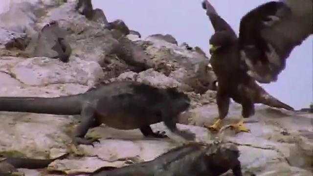 Xem chim ưng săn 'rồng' trên đảo hoang