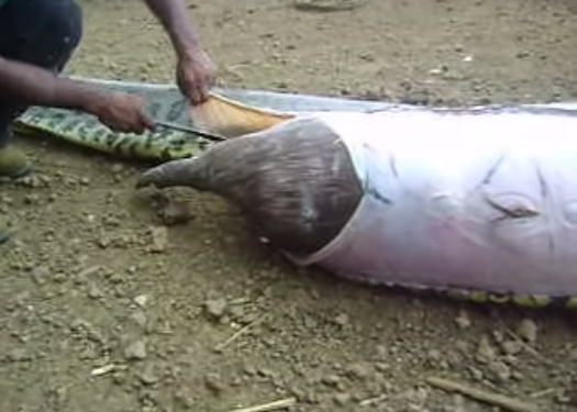 Video: Cận cảnh mổ bụng trăn khổng lồ 'giải thoát' con mồi xấu số