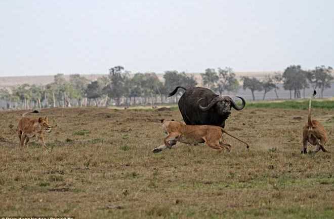 Hài hước sư tử sợ trâu không dám đến gần