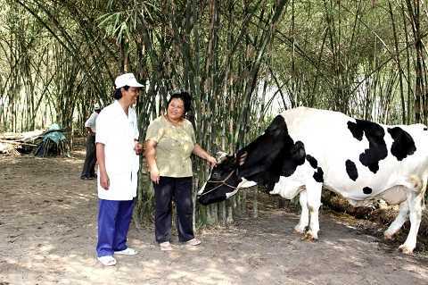 Tháng 1/2015: Vinamilk thu mua sữa bò tươi nguyên liệu của nông dân tăng gần 22%