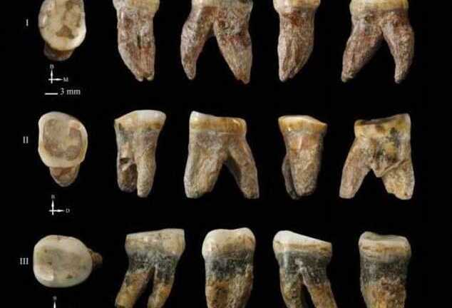 Phát hiện hóa thạch từ một giống loài bí ẩn