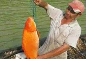 Clip: Câu được cá chép vàng 'khủng' ở Lâm Đồng