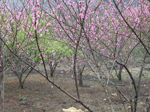 Săn đào rừng biếu Tết sếp