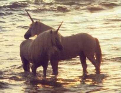 Vì sao loài kỳ lân một sừng không còn tồn tại?