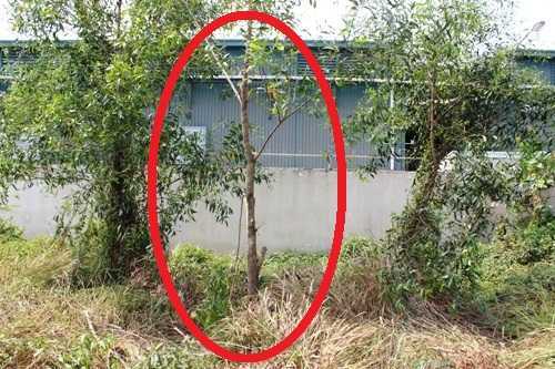 Nam công nhân chết trong tư thế treo cổ, chân chạm đất