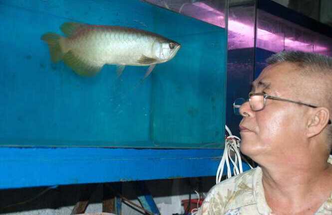 Cá huyết long 20 triệu đồng làm quà biếu Tết