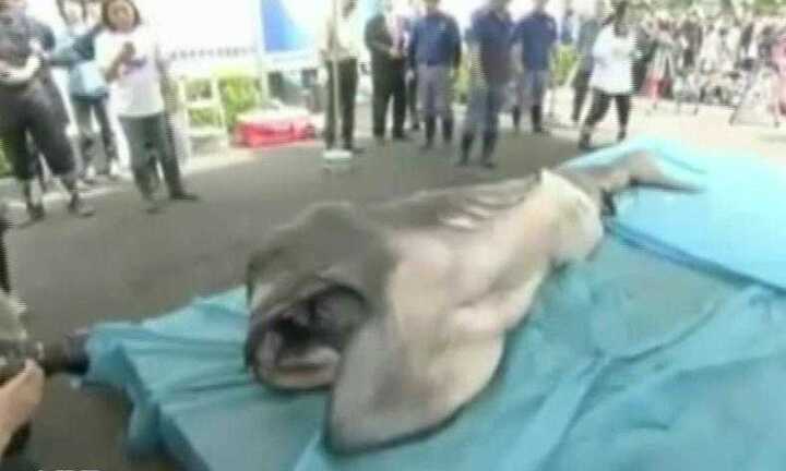 Clip: Bắt được cá mập miệng rộng 100 tuổi