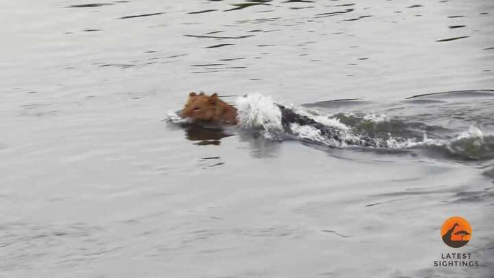 Cá sấu 'ra đòn' dìm sư tử xuống nước