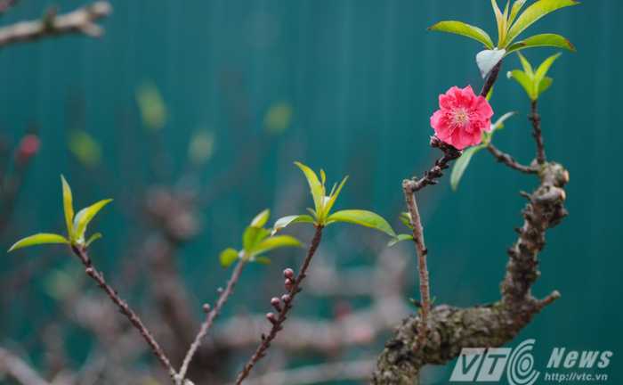 Thuê đào Thất Thốn chơi Tết: 'Bèo' nhất cũng từ 12 triệu đồng/cây