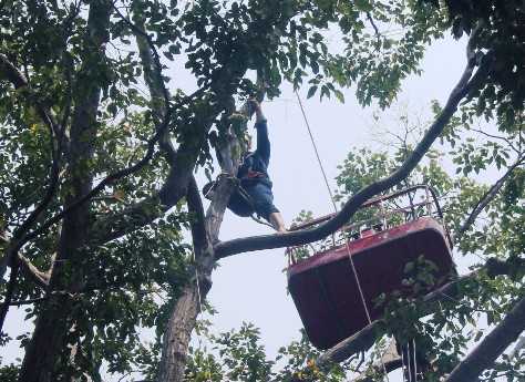 Công nhân cây xanh vắt vẻo 'làm xiếc' trên ngọn cây ngày cận Tết