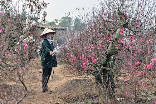 Đào 'cười', người trồng đào 'héo'