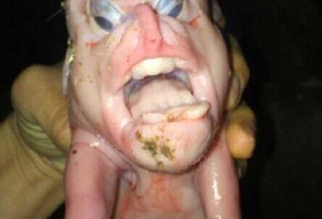 Giật mình hình ảnh 'quái vật' lợn dị dạng ở Trung Quốc